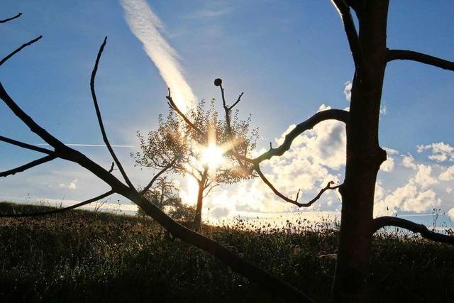 In Sexau brennt scheinbar der Baum