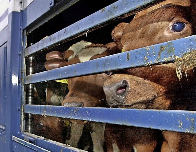 berlange Transporte sind eine Qual fr die Tiere.  | Foto: Ulrich_Perrey