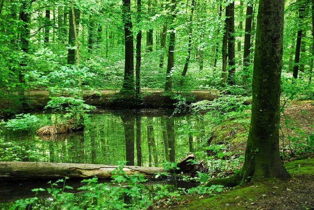 Ein  Waldspaziergang wie hier in Grenzach-Wyhlen hilft der Gesundheit.  | Foto: Ralf Staub