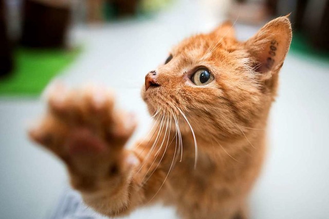 Wenn  Katzen  viel Wasser  trinken, ist dies ein Alarmzeichen.  | Foto: Julian Stratenschulte