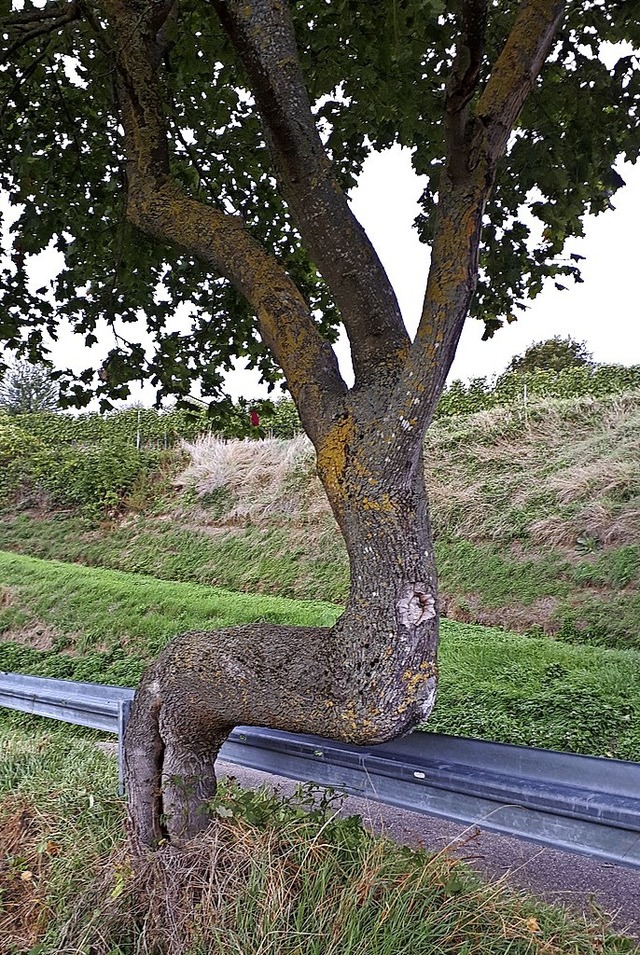 <BZ-FotoAnlauf>Rtsel:</BZ-FotoAnlauf> Ein Baum auf Umwegen &#8211; aber warum?  | Foto: Rdiger Seefried