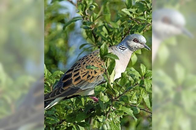 Vogel des Jahres