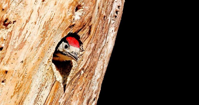 Aussicht: Im Schopfheimer Wald knnte ...ldrefugien ausgewiesen werden sollten.  | Foto: Teteline  (stock.adobe.com)