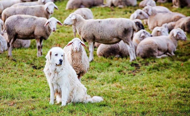 Er passt auf seine Schafe auf.  | Foto: Christoph Schmidt (dpa)