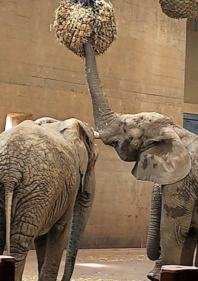 Im Elefantenhaus   | Foto: Penelope Mara Pascarella