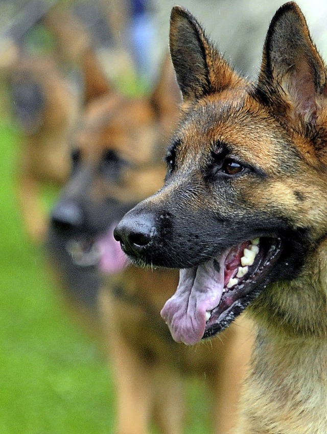 Fr diesen Schferhund zahlen Hundebesitzer in Herbolzheim knftig ab 96 Euro.   | Foto: Stefan Puchner