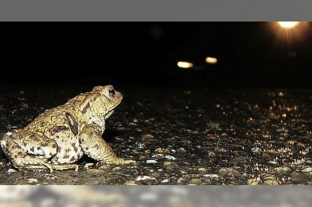 Die Krten sind wieder auf Wanderschaft