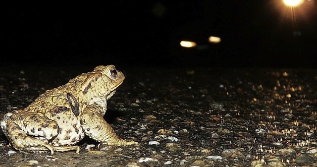 Zum Schutz der wandernden Amphibien sollten Autofahrer langsam machen.  | Foto: Hajo Gorny Stadt Ettenheim