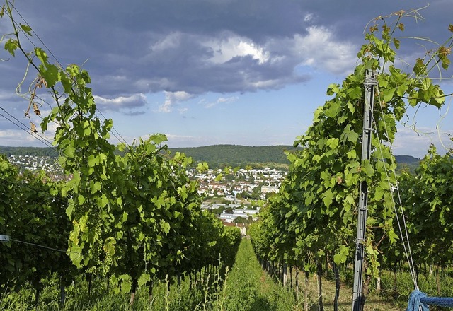 Der Wein ist lange schon ein Markenzeichen des Markgrflerlands.  | Foto: Peter Gerigk