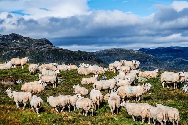 Ein paar Dutzend von insgesamt zwei Millionen: Schafe in Norwegen  | Foto: Thomas Rasmus Skaug / Visitnorway.com  