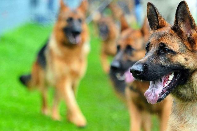 Herbolzheim erhht die Hundesteuer – erstmals seit 2001