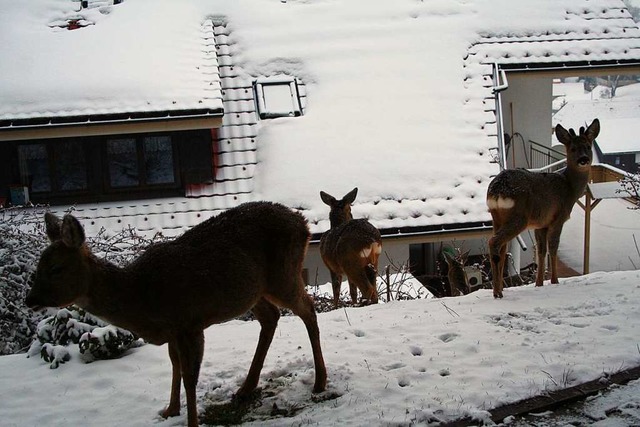 Rehe in Wieden.  | Foto: Eva Kozuch