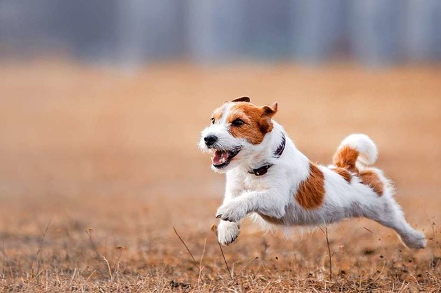 Hund im Anflug &#8211; wie verhalten, ...  und das Herrchen nicht in Sicht ist?  | Foto: annaav  (stock.adobe.com)