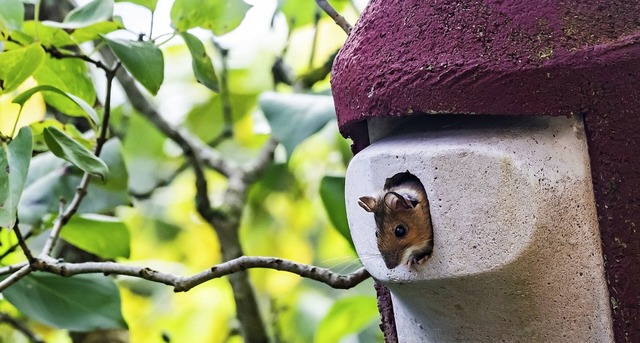 Eine Maus &#8222;besetzt&#8220; einen ...em Garten im Oberen Schlchttal hngt.  | Foto: Wilfried Dieckmann