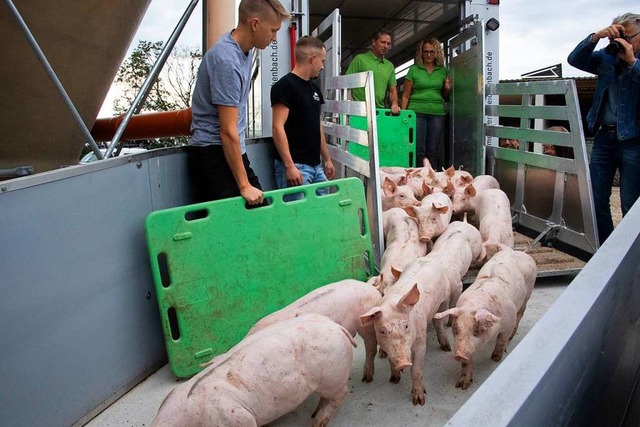 Die ersten Schweine sind in das neue &...s) freuen sich auf die neuen Bewohner.  | Foto: Volker Mnch