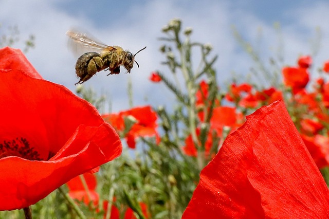 Wie geht es mit dem Bienen-Volksbegehren weiter?  | Foto: Thomas Warnack (dpa)