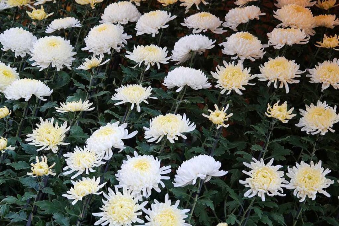 Gibt’s zur Chrysanthema wieder einen Ozukuri? Lahr Badische Zeitung