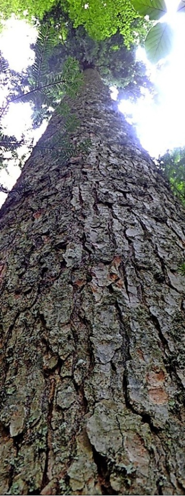 Einer der Stars des Schwarzwaldes: die Weitanne    | Foto: LA