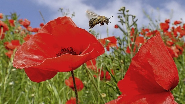 Eine Biene ist auf einer Wiese mit blhendem Klatschmohn unterwegs.   | Foto: Thomas Warnack (dpa)