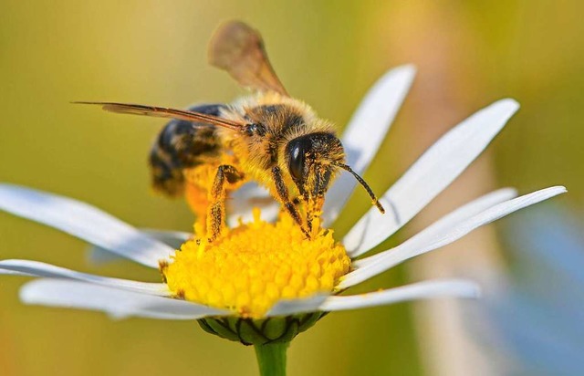 Wildbienen wie diese  sollen besser geschtzt werden.   | Foto: Patrick Pleul (dpa)