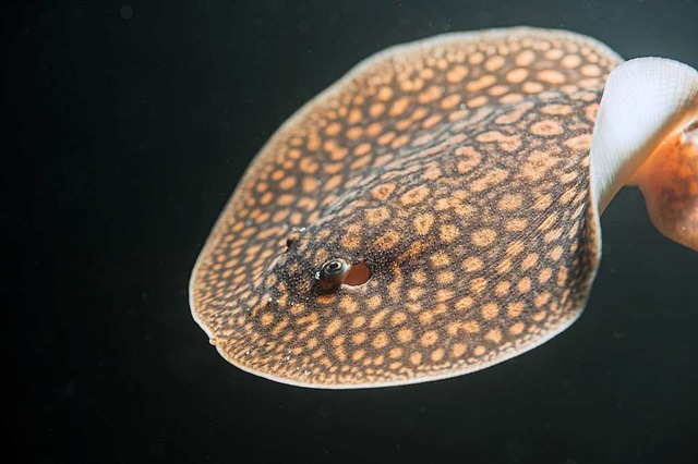 Eines  der 15 Jungtiere im Zoo Basel.  | Foto: Zoo Basel (Torben Weber)