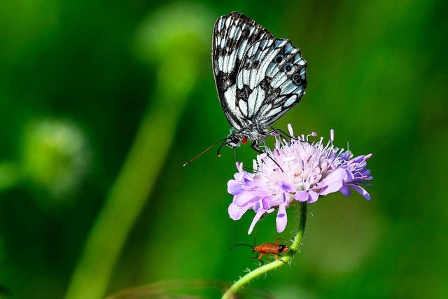 Selten geworden: Ein Schmetterling  | Foto: Felix Kstle (dpa)