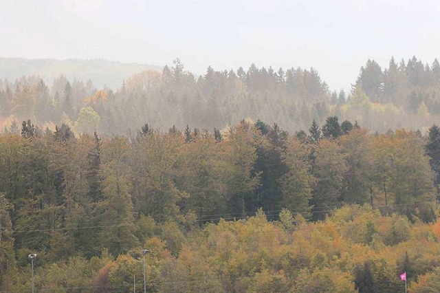 Die Fichten im Schwrstadter Wald sind... Kferholz muss schnell aus dem Wald.   | Foto: Helmut Kohler