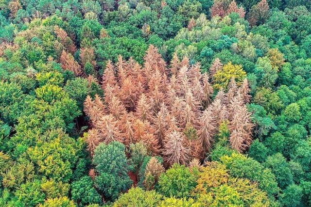 Der Klimawandel macht den Wäldern im Landkreis Lörrach enorm zu schaffen
