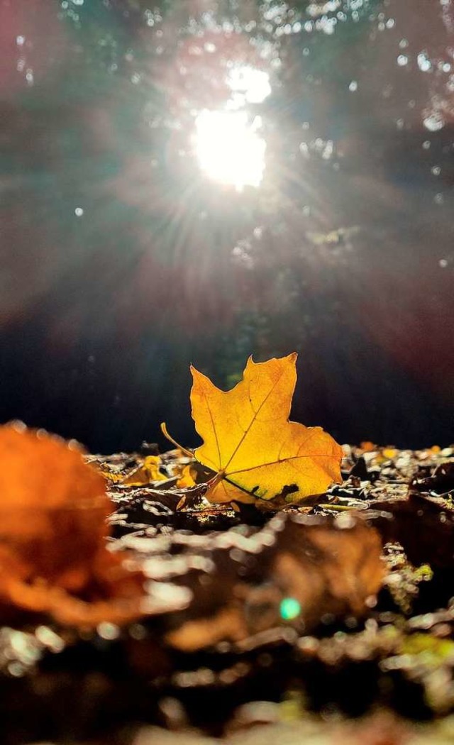 Ein herbstlich verfrbtes Blatt liegt im Wald in der Sonne.  | Foto: Patrick Seeger (dpa)