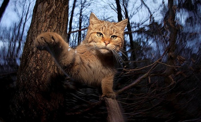 Die Wildkatze breitet sich seit ihrer ...er trifft beim Wandern auf Barrieren.   | Foto:  Der Sonntag Verlags GmbH