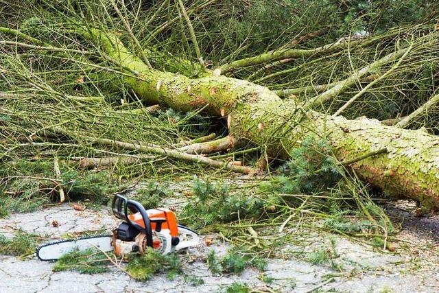 10 Meter hoher Baum stürzt auf geparktes Auto in Weil am Rhein