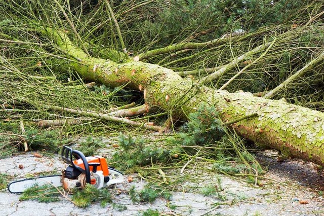 Die Feuerwehr musste den Baum in kleinere Stcke zersgen (Symbolbild).  | Foto: Bernd Mrz