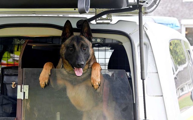 Hund Jack blickt aus einem Polizei-Einsatzwagen.  | Foto: Carsten Rehder (dpa)