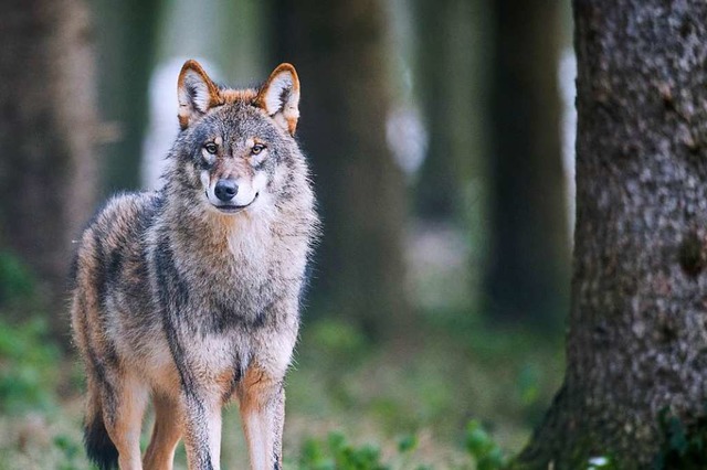 Hat ein Wolf Nutztiere im nrdlichen Schwarzwald gerissen? (Symbolfoto)  | Foto: Bernd Thissen (dpa)