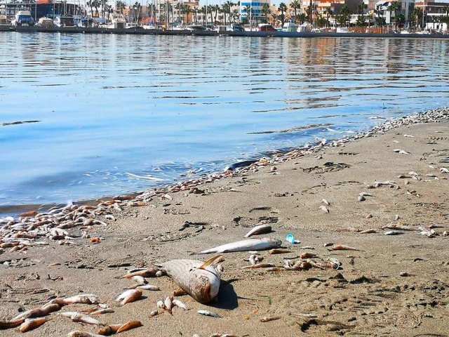Tote Fische liegen am Strand am Mar Menor.  | Foto: --- (dpa)