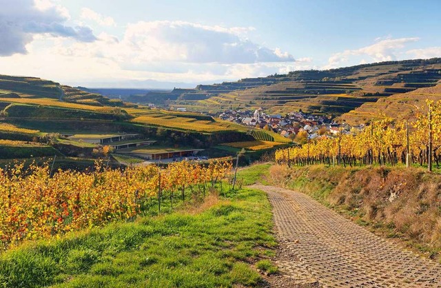 Besonders im Herbst kommen viele Touristen an den Kaiserstuhl.  | Foto: Hans-Peter Ziesmer