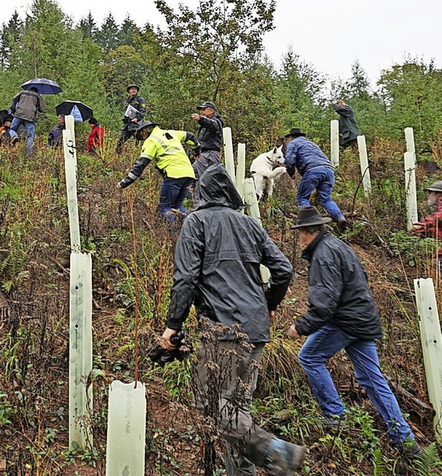 Steil ging es hinauf durch die knapp v...flanzten Privatwald von Denis Schimak.  | Foto: Hans-Jrgen Sackmann