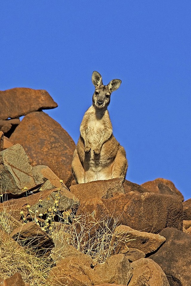 Beim Australien-Vortrag drfen Kngurus nicht fehlen.   | Foto: Privat