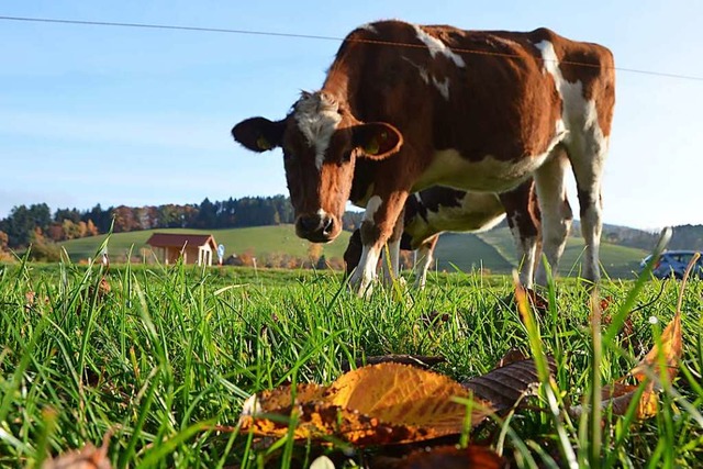 Khe, die ausschlielich Gras anstatt ... das Klimaschtzen, sagt Anita Idel.    | Foto: Kathrin Blum