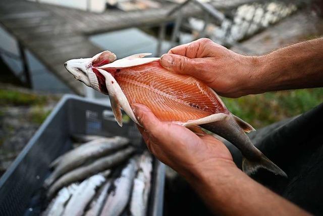 Genossenschaft will Fische in einer Aquakultur zchten