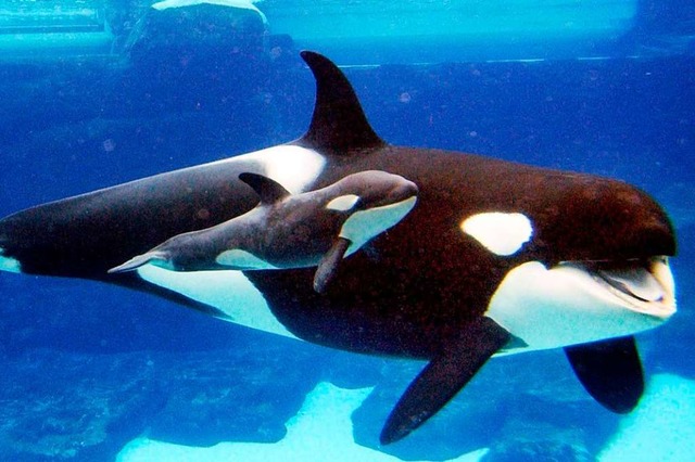 Zehn Orcas hat man aus dem &#8222;Walg...220; in Russland bereits freigelassen.  | Foto: Mike Aguilera