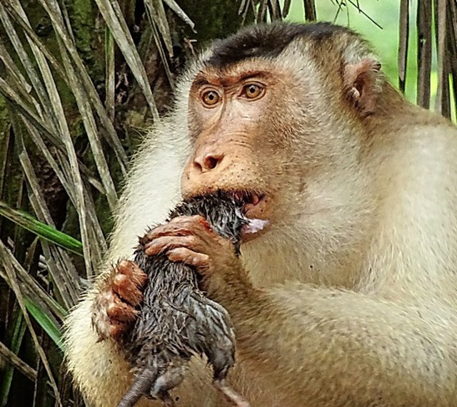 Makaken fressen Ratten.  | Foto: Anna Holzner (dpa)