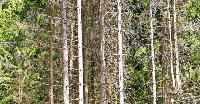 Der Borkenkfer hat auch im Gemeindewald Grafenhausen krftig zugeschlagen.  | Foto: Wilfried Dieckmann