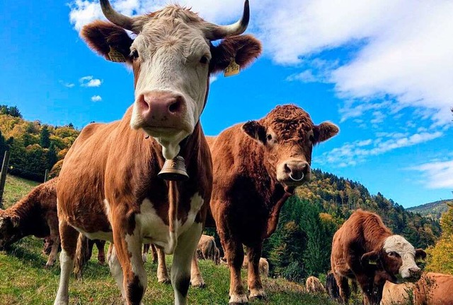 Hinterwlder Rinder von Landwirt Manfred Knobel  | Foto: Moriz Vohrer/Cowfunding