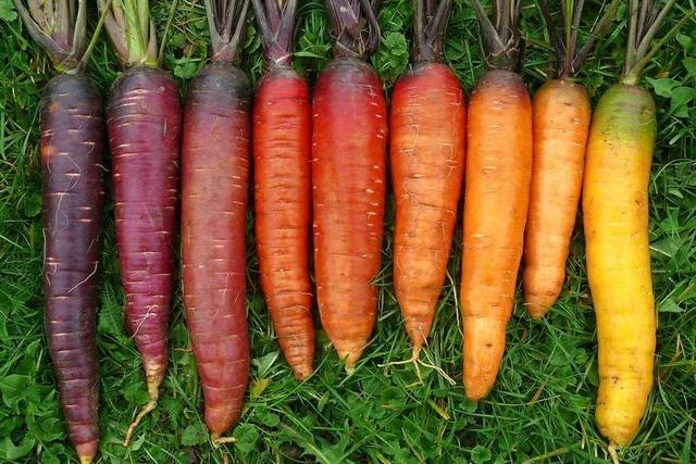 Eichstetter Rat beschließt finanzielle Unterstützung für neue Karottensorten