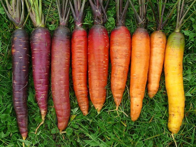 Der Samen dieser Karotten, die im Same...Eichstetter Glriebli verkauft werden.  | Foto: Hilde Erner