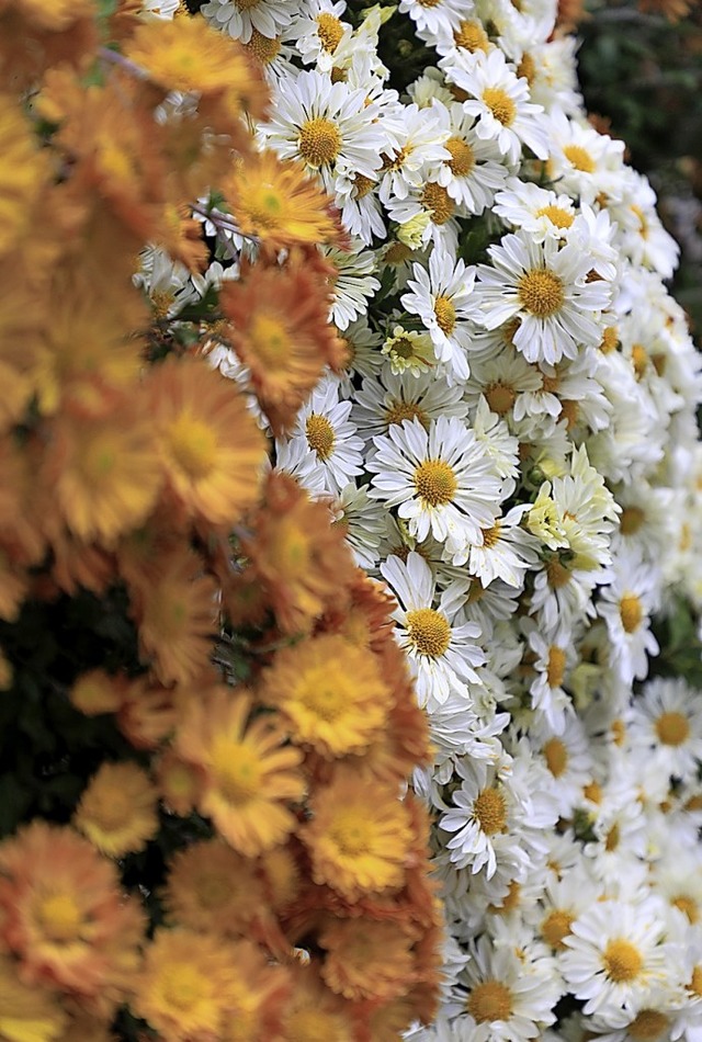 Impressionen von der Chrysanthema  | Foto: Christoph Breithaupt