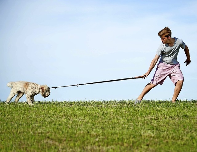 Mancher Hund kann an der Leine zum Pb...r, wie man den richtigen Ton findet.    | Foto: grafikplusfoto - stock.adobe.com