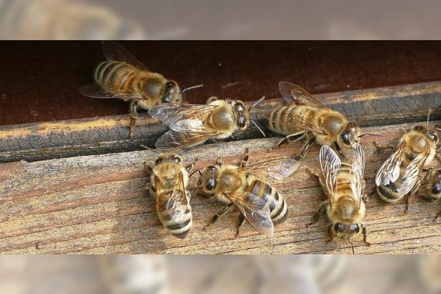 Veto für mehr Bienenschutz