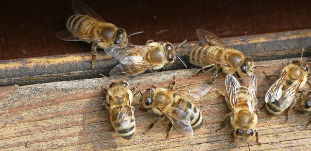 Die EU-Parlamentarier wollen Bienen besser schtzen.  | Foto: Tanja Bury